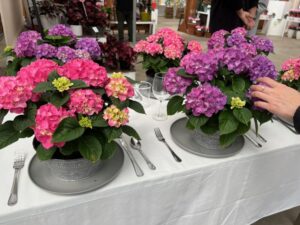 Hydrangea Tabletensia Series (Ball Ingenuity)