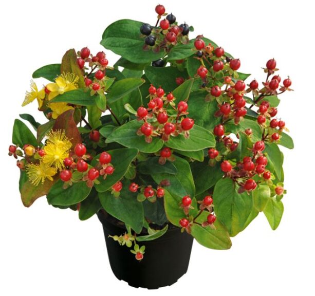 Hypericum 'Magic Marbles' (Kientzler)