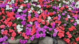 Plants That Shined on the First Day of California Spring Trials 2023