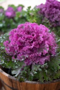 Kale 'Rainbow Candy Crush' (Prudac)