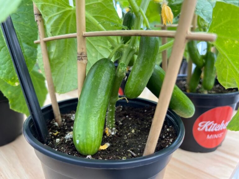 Kitchen Minis Quick Snack 'Mini Potted Cucumber' (PanAmerican Seed)