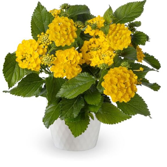 Lantana 'Bandolero Lemon' (Syngenta Flowers)