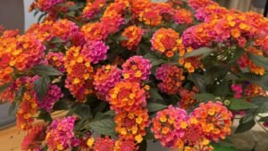 Allan Armitage: Plants That Caught My Eye on the First Day of California Spring Trials