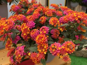 Lantana 'Passion Fruit' (Ball Flora Plant)