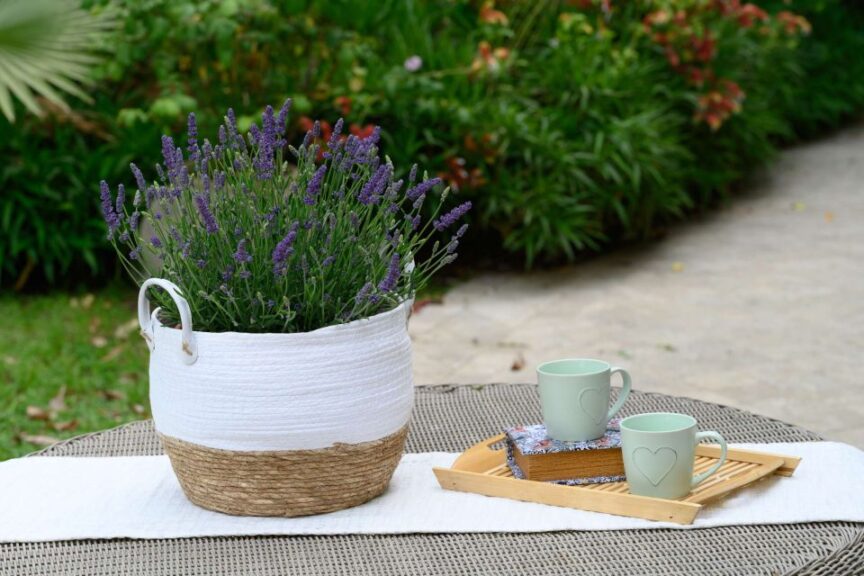 Lavandula 'Layla Presto Blue' (ThinkPlants/Danziger)