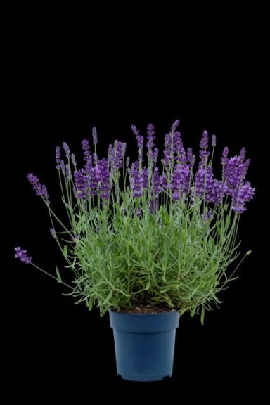 Lavandula angustifolia 'BeeZee Dark Blue' (Hishtil Nurseries)