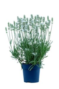 Lavandula angustifolia BeeZee White (Hishtil Nurseries)