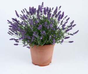 Lavandula angustifolia 'Layla Presto Blue Lavender' (Danziger)