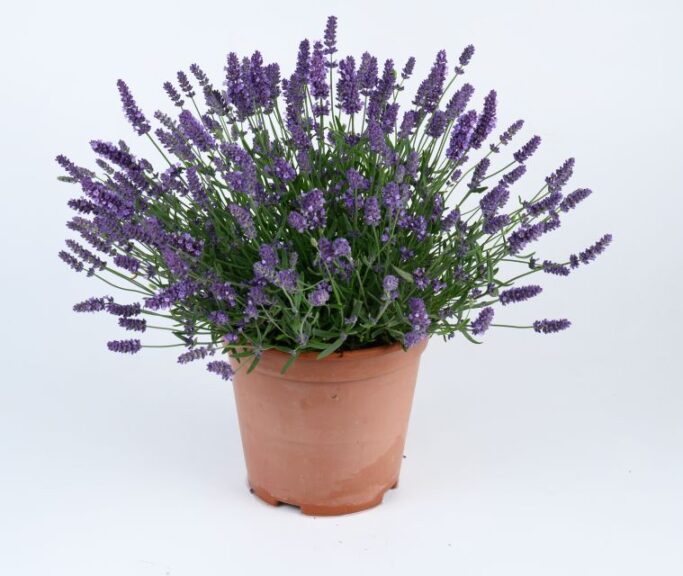 Lavandula angustifolia 'Layla Presto Blue Lavender' (Danziger)