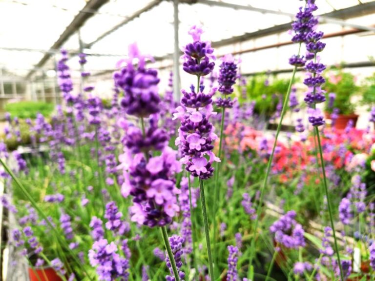 Lavandula angustifolia 'Lovely Sky Blue' (Hem Genetics)