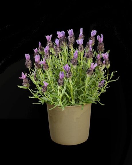 Lavandula stoechas 'Lavlov Deep Purple' (Hishtil Nurseries)