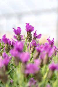 Lavender stoechas 'Purple Power' (Southern Living and Sunset Plant Collections/PDSI)
