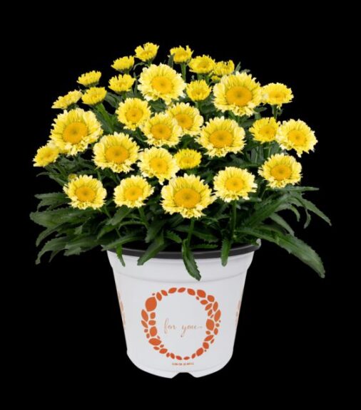 Leucanthemum maximum 'Sweet Daisy Izabel' (Dümmen Orange)