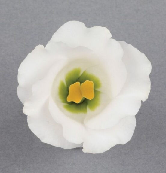 Lisianthus Solo Pure White (Sakata Ornamentals)