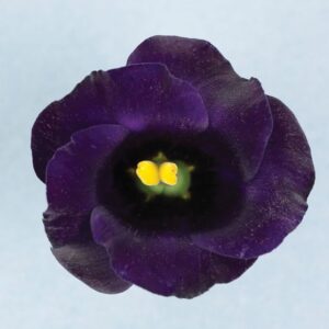 Lisianthus 'Solo Violet' (Sakata Ornamentals)