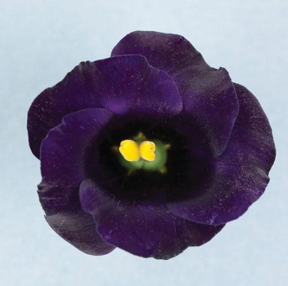 Lisianthus 'Solo Violet' (Sakata Ornamentals)
