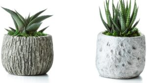 Pottery Adds More Growth To Deroose Plants and LiveTrends Partnership