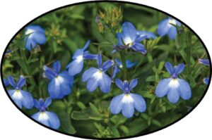 Lobelia 'Blue Breeze' (Kientzler)