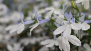 California Spring Trials Kicks Off This Week; Here’s What You Can Watch For