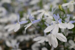 Lobelia HotpoT Series (Westhoff)