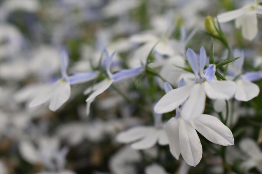 Lobelia HotpoT Series (Westhoff)
