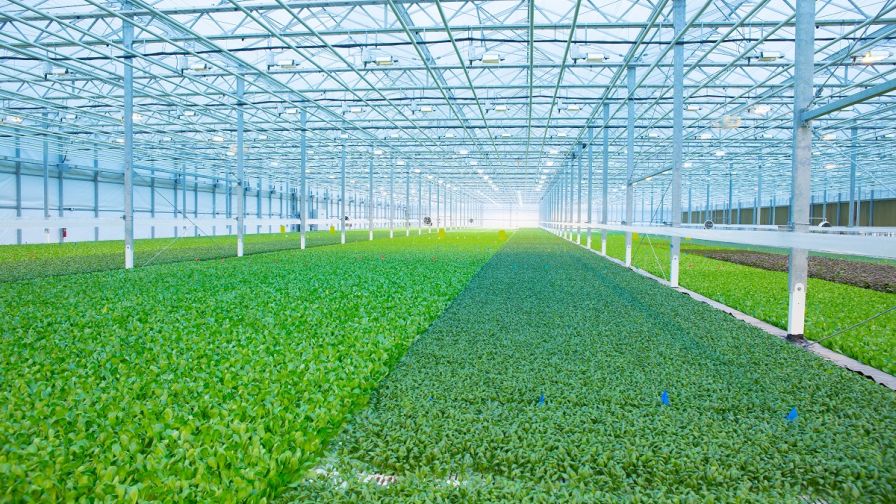 Seven Lessons Learned Over Seven Years in the CEA Industry