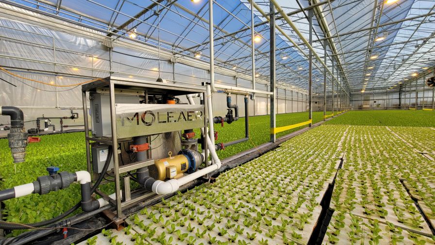 Growing Greenhouse Crops With the Latest Plant Nutrient Tools
