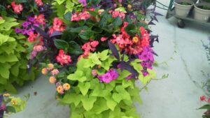 Top Plant Growth Regulators for Dealing With Unruly Annuals