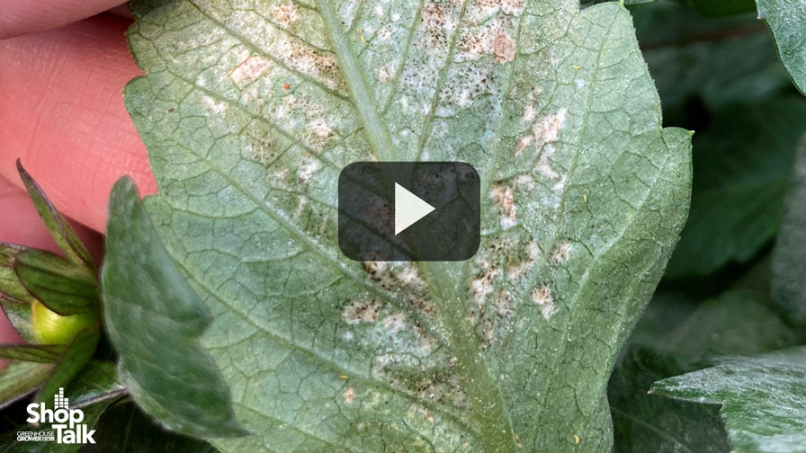 Why a Strict Monitoring Program Is Essential for Thrips Control (Video)