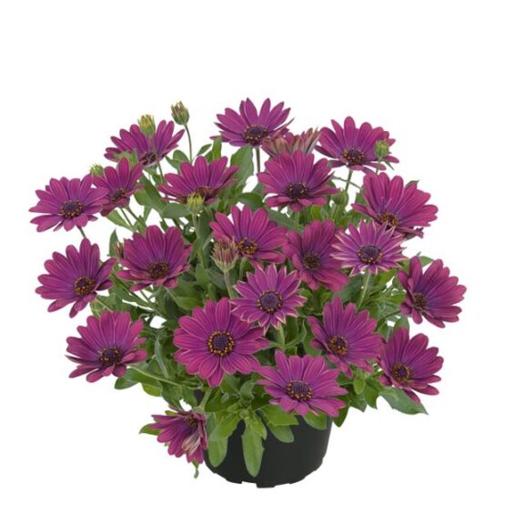 Osteospermum 'SummerSmile Magenta' (Kientzler)