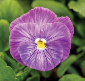 'Spring Grandio Lavender Shades' (Sakata Ornamentals)