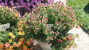 22 Cool Combos on Display at the Costa Farms Season Premiere