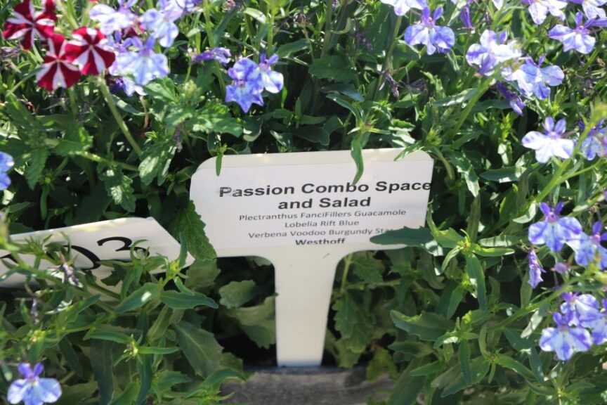 Passion Combo Space and Salad (Westhoff)