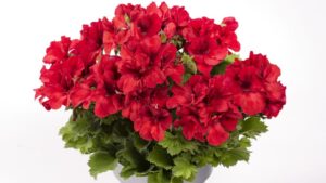 California Spring Trials 2023 Preview: Why You’ll Be Seeing Red