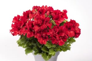 Pelargonium 'Aristo Bright Red' (PAC-Elsner)
