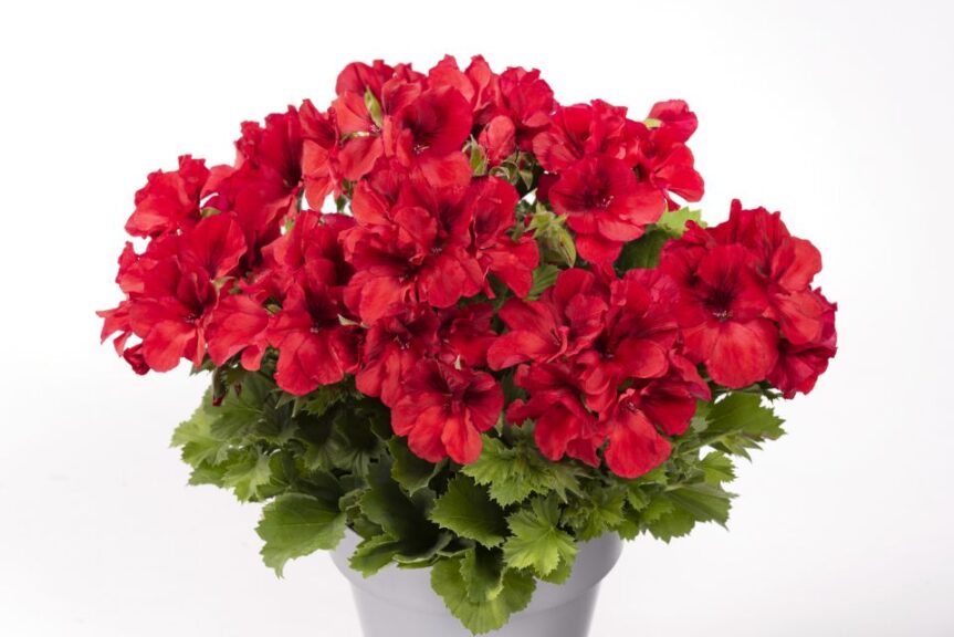 Pelargonium 'Aristo Bright Red' (PAC-Elsner)