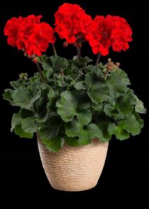 Pelargonium 'Darko Red' (PAC-Elsner)