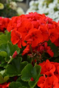 Pelargonium 'Grace Patio Scarlett Kiss' (Beekenkamp)