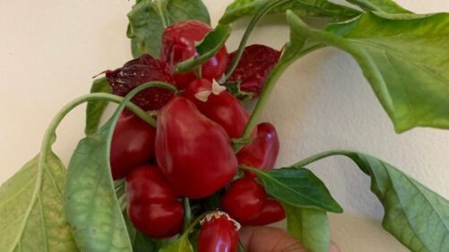 Developing Snacking Peppers Tailor-Made for Indoor Growing