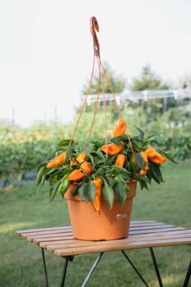 Peppers from Heaven Sweet Orange (Prudac)
