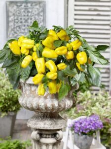 Peppers from Heaven Sweet Yellow (Prudac)