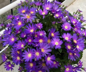 Pericallis 'Senetti Lavender Dawn' (Suntory Flowers)