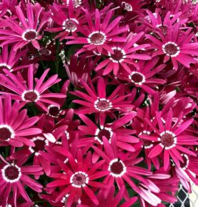 Pericallis 'Senetti Red Halo' (Suntory Flowers)