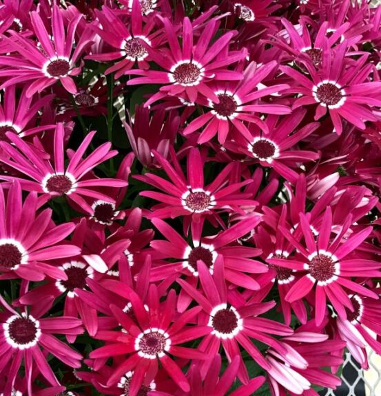 Pericallis 'Senetti Red Halo' (Suntory Flowers)
