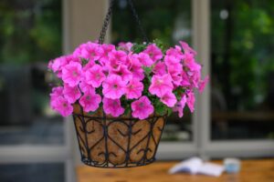 Petunia 'Cascadias Vibrant Pink' (Danziger)