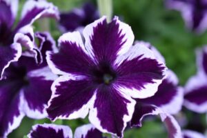 Petunia 'Crazytunia Cosmic Violet' (Cohen Propagation Nurseries/Westhoff)