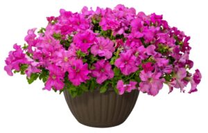 Petunia 'Surfinia XXL Taffy Pink' (Cohen Propagation Nurseries/Suntory Flowers)