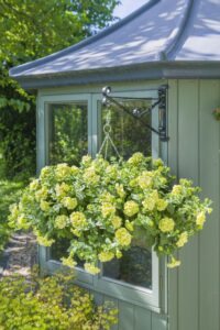 Petunia 'Tumbelina Matilda' (Cohen Propagation Nurseries/Kerley)