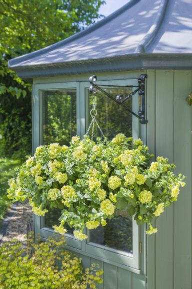 Petunia 'Tumbelina Matilda' (Cohen Propagation Nurseries/Kerley)