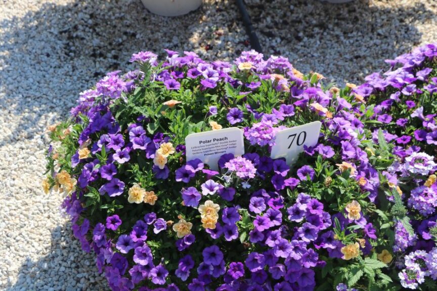 22 Cool Combos on Display at the Costa Farms Season Premiere